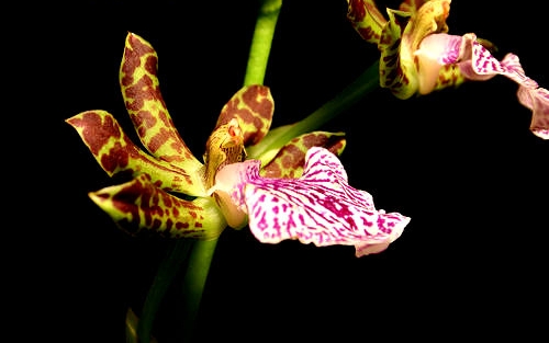 The Orchid Theory